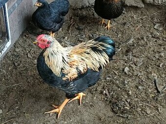 Wyandotka zdrobnělá - kohouti 100,-/kus při odběru všech