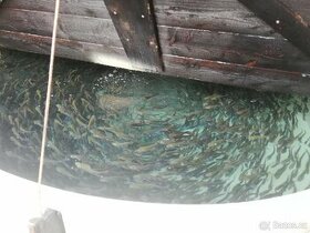 Nasada Pstruh duhový