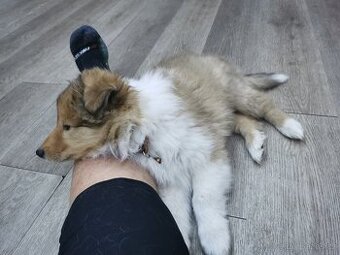 KOLIE DLOUHOSRSTÁ - ŠTĚŇÁTKA s PP   (FCI)