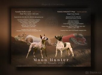 Americký bezsrstý teriér štěňata