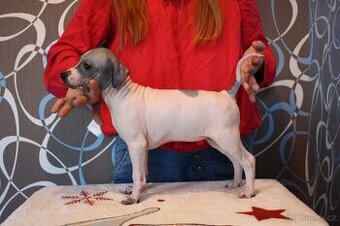 Americký bezsrstý teriér štěňata