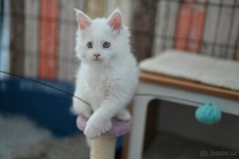 Mainská mývalí - maine coon - MCO - modrooká kočička