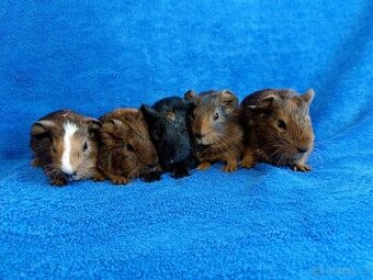 Morče, morčátka miminka, genové skinny