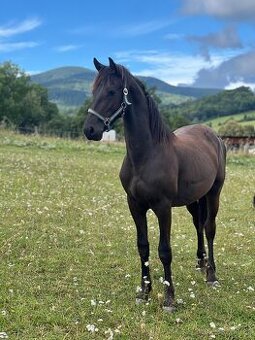 Barock pinto valášek - spěchá