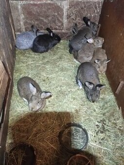 Králíci na prodej