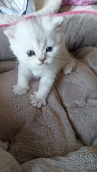 Britská whiskas a stříbřitá koťátka s PP