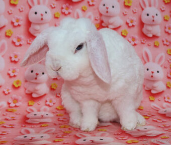 Zakrslý modrooký rex beránek , maličká samička