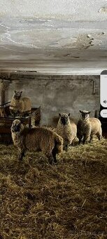 Koupím ovce jehňata berany celoročně