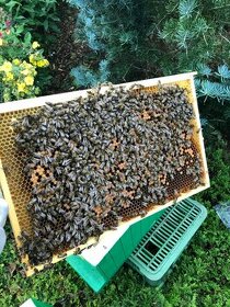 Objednávky na včelí oddělky 39x24 - 2024 - 1