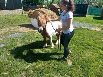 Shetland pony