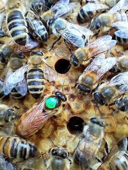VČELÍ MATKY-Buckfast Queens