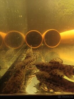 Hoplosternum thoracatum - 1