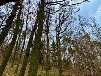 Lesní pozemek k.ú. Šerkovice 1.248m2