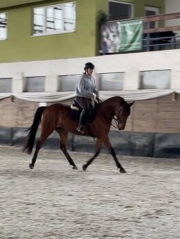 4r. Kobylka furioso - 1