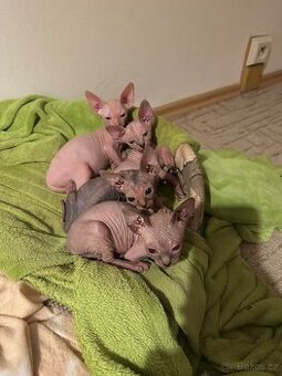 Sphynx