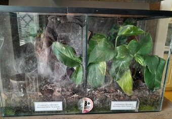 Ch.Brevipes 0.2 + terárium
