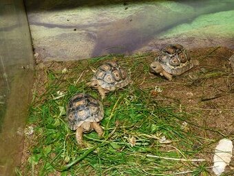 Želva pardálí (Stigmochelys pardalis)
