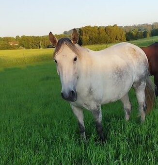 Lusitano kobyla