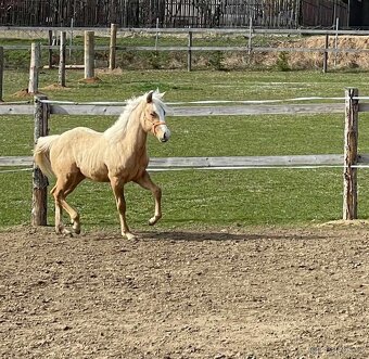 klisna QH