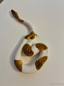 Krajta Královská - Pastel Piebald Clown