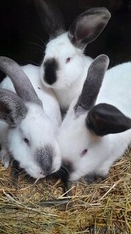 Prodám Kalifornské králíky