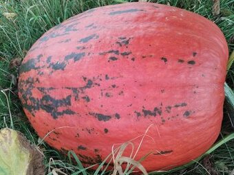 Dýně velka domácí