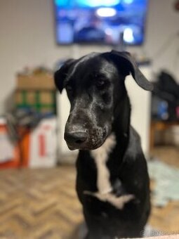 Daruji 7 měsíční štěně labradora