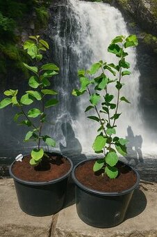 Muchovník olšolistý - (Indiánská borůvka)