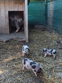 Gottingenská miniprasátka - 1