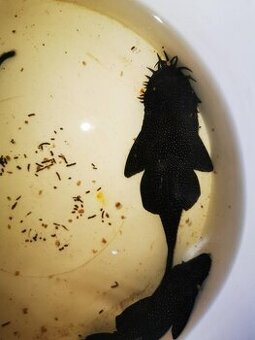 Krunýřovec L213 (Galaxy)