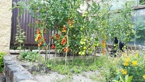 Sazenice rajčat - 1