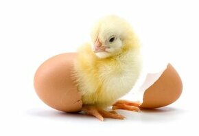 Násadová vajíčka- Wyandotka zdrobnělá - různé barvy