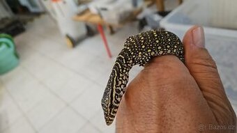 Varanus niloticus