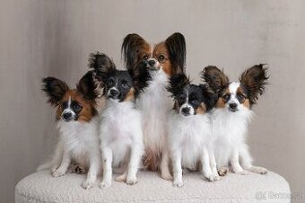 Papillon s rodokmeňom