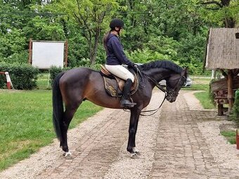 Jumping Horse Forsale