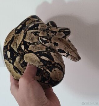 Boa imperator