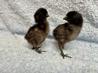 Ayam Cemani