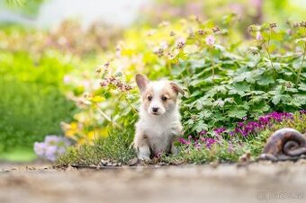Welsh corgi Pembroke s PP - 1