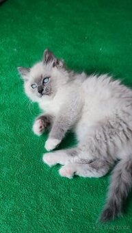 Ragdoll  koťátka blue bez PP