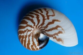 Nautilus macromphalus