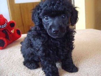 Maltipoo