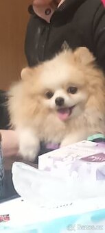 Pomeranian s PP