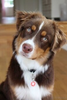 Miniaturní Americký ovčák, fena do spolumajetku