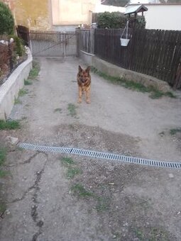 Nabízím pejska na krytí německý ovčák