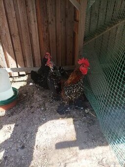 Kohout nebo kmen Zakrslá rousná