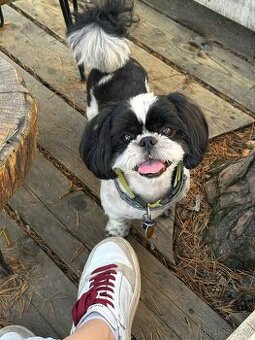 Nabízím ke krytí psa plemene Shih-tzu