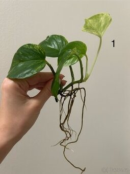 řízek rostliny: Golden Pothos Epipremnum aureum