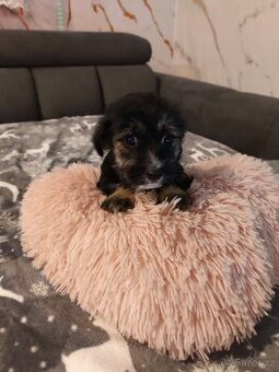 Jorkšírský/Yorkšírský teriér/ x