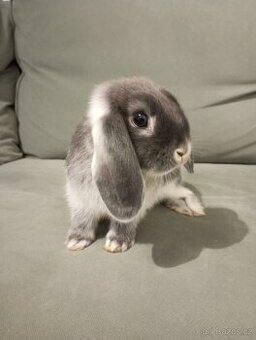 Zakrslý beránek králíček + očkování