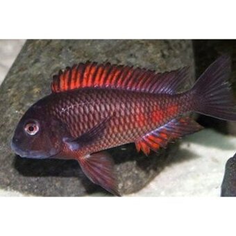 Tropheus moorii moliro koupím